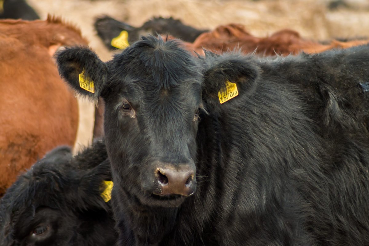 Абердин ангусские бычки