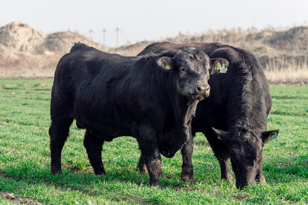Абердин-ангусская корова