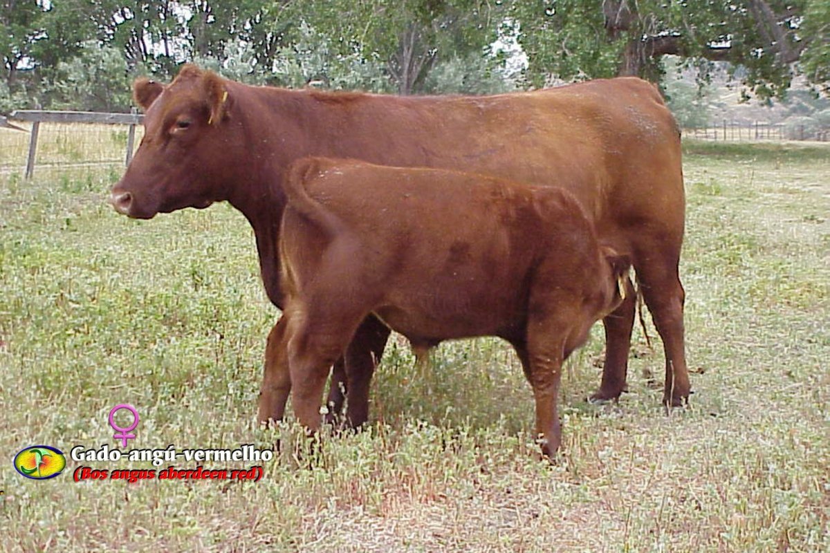 Закупаю КРС