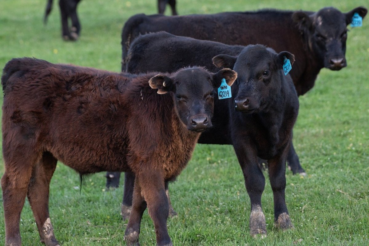 Американские телята Блэк Ангус
