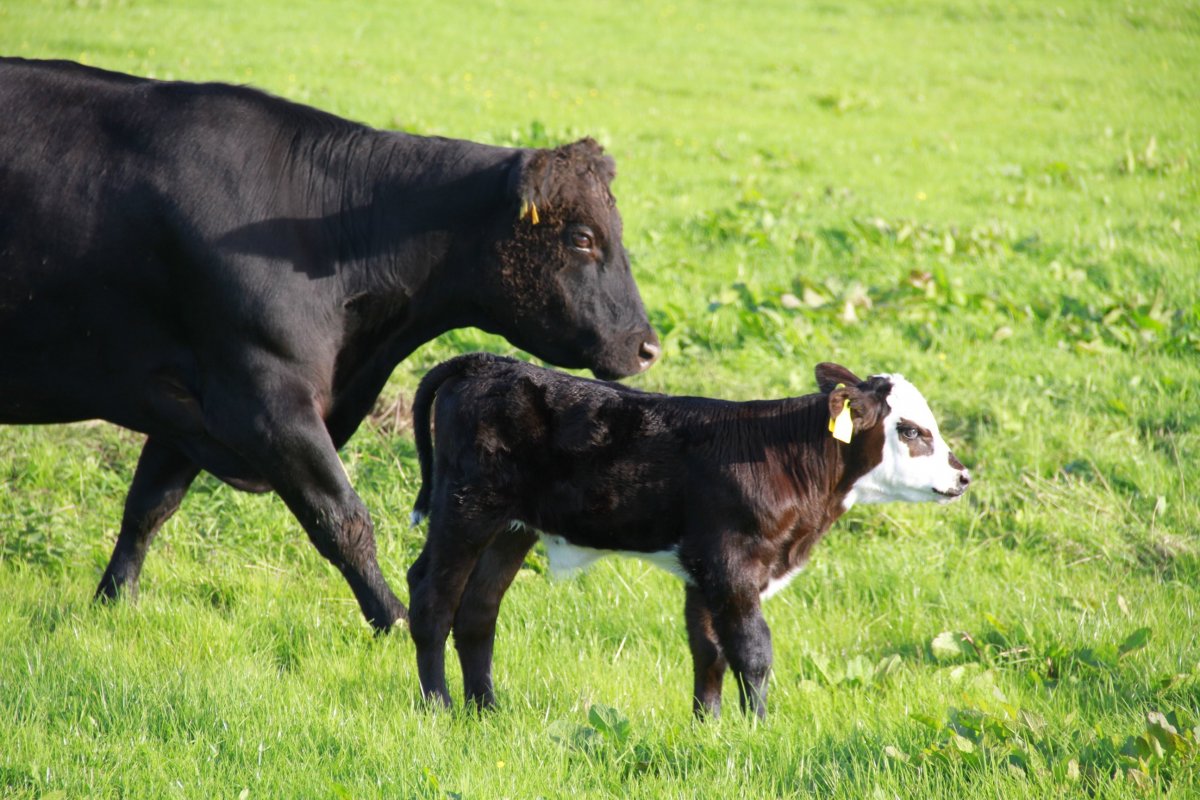 Абердин-ангусская корова Гуфи