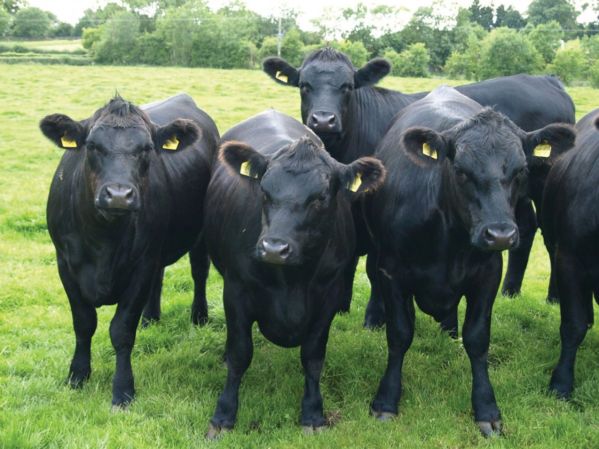 Бык "Абердин-Ангус"