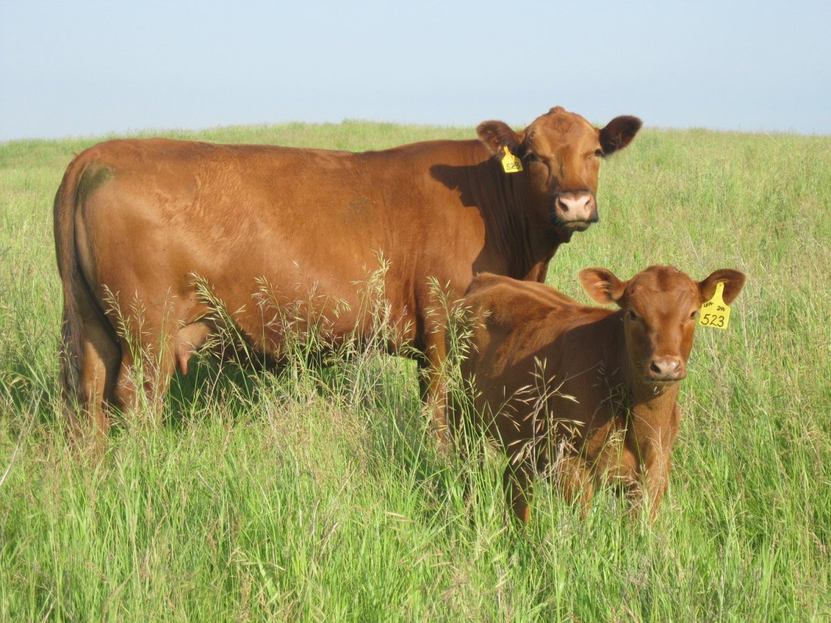 Бестужевская порода КРС