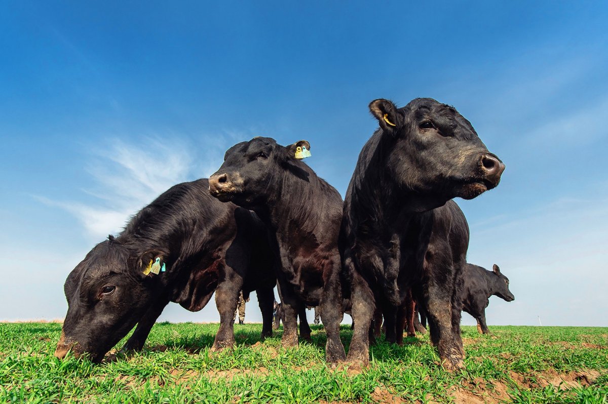 Абердин-ангусская корова