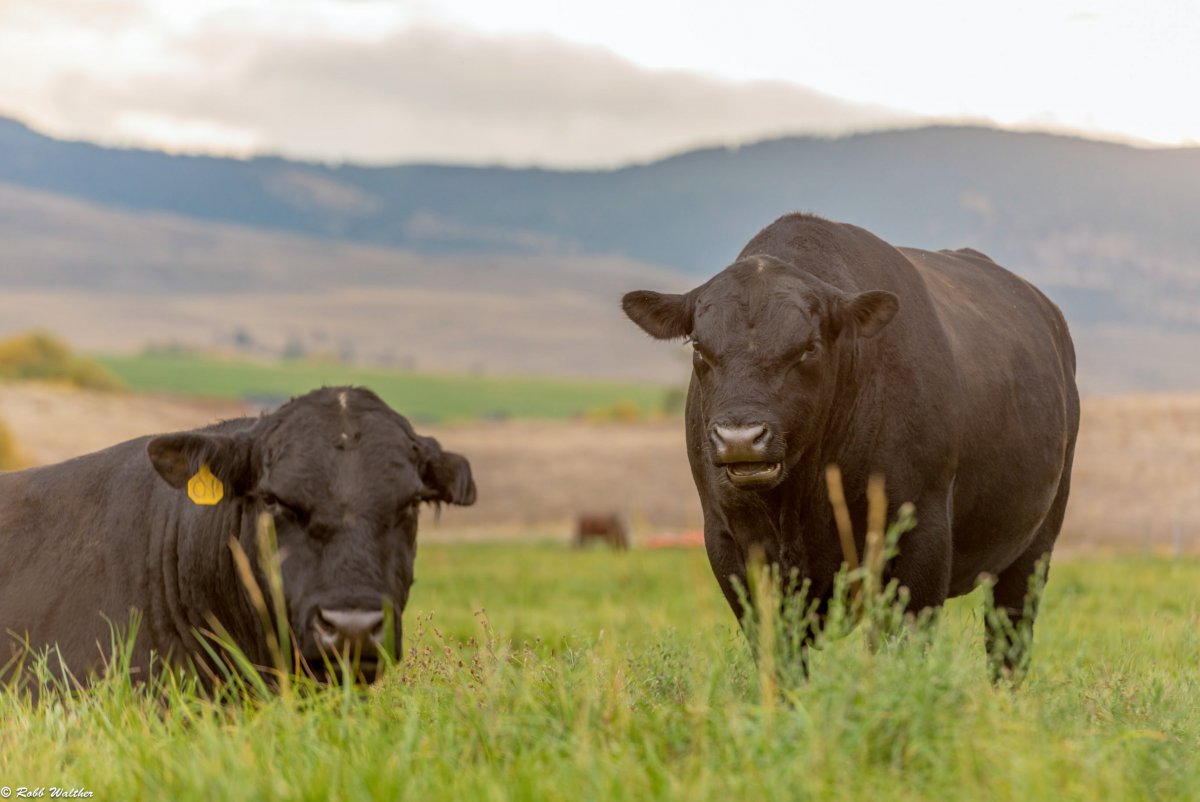 Блэк Ангус корова и теленок