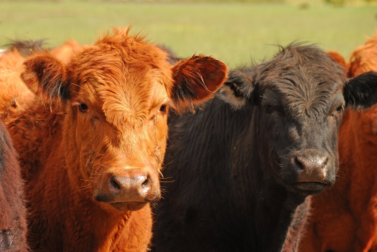 Бык "Абердин-Ангус"