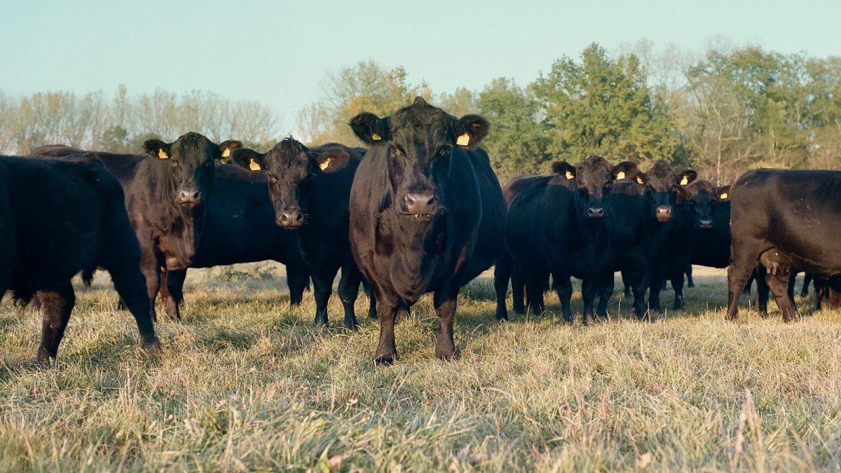 Бык "Абердин-Ангус"