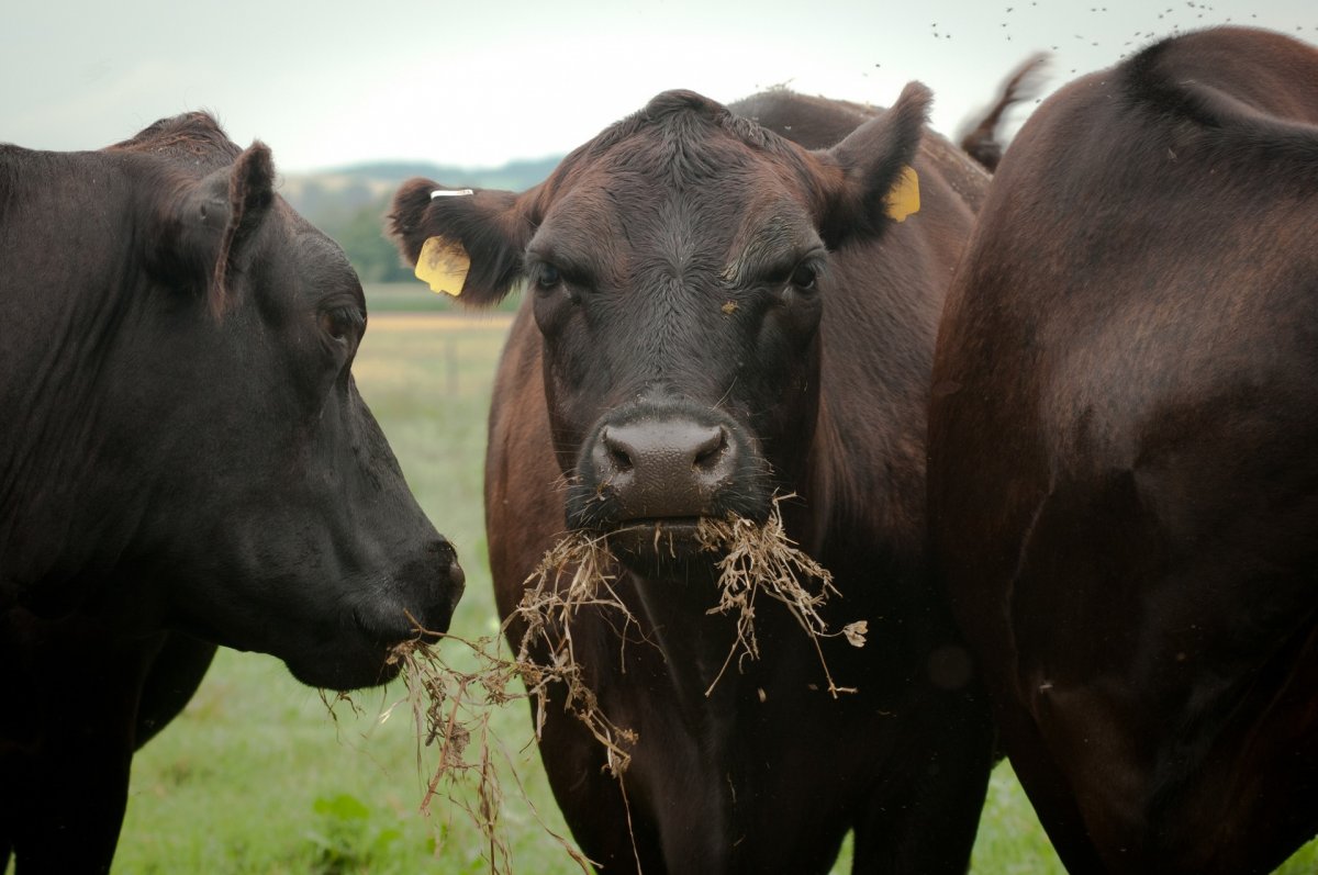 Крупнорогатый скот Ангус