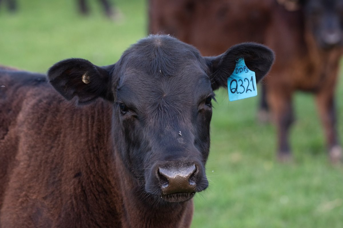 Бык "Абердин-Ангус"