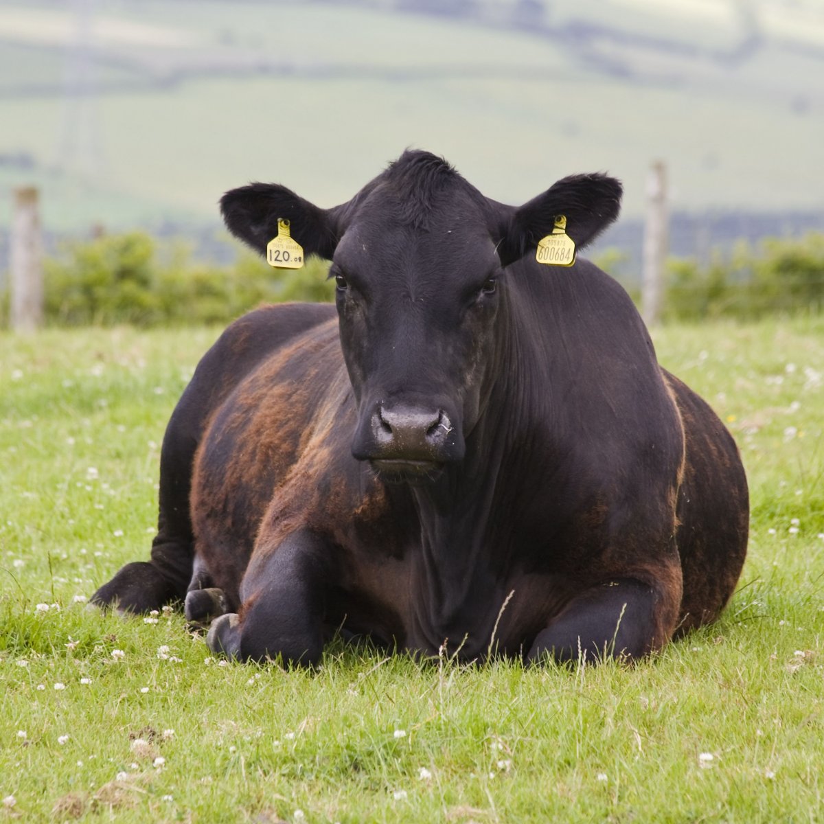 Порода Быков Ангус