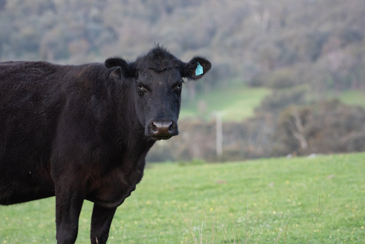 Абердин-ангусская корова черно белая