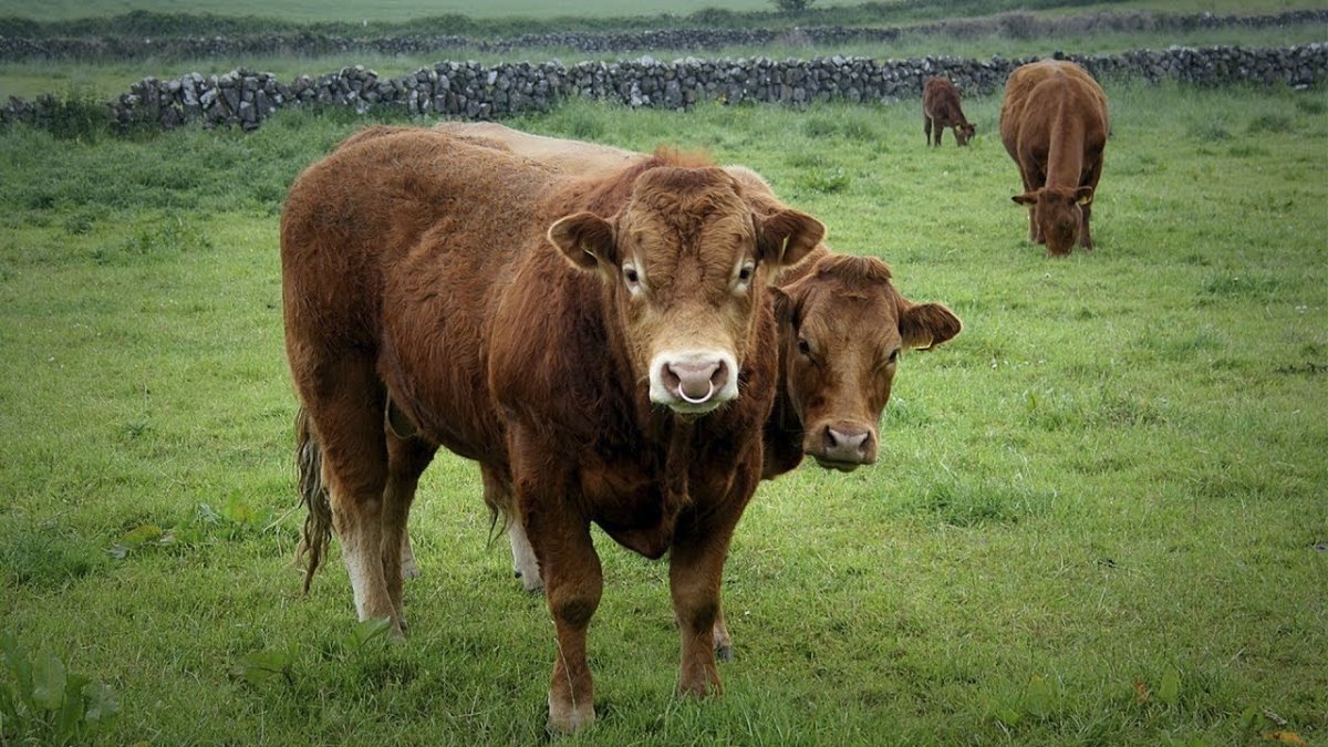 Быки породы Абердин Ангус