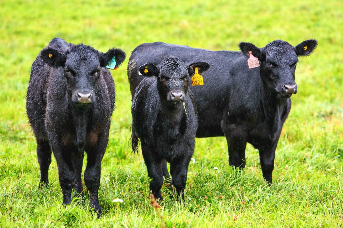 Абердин-ангусская корова