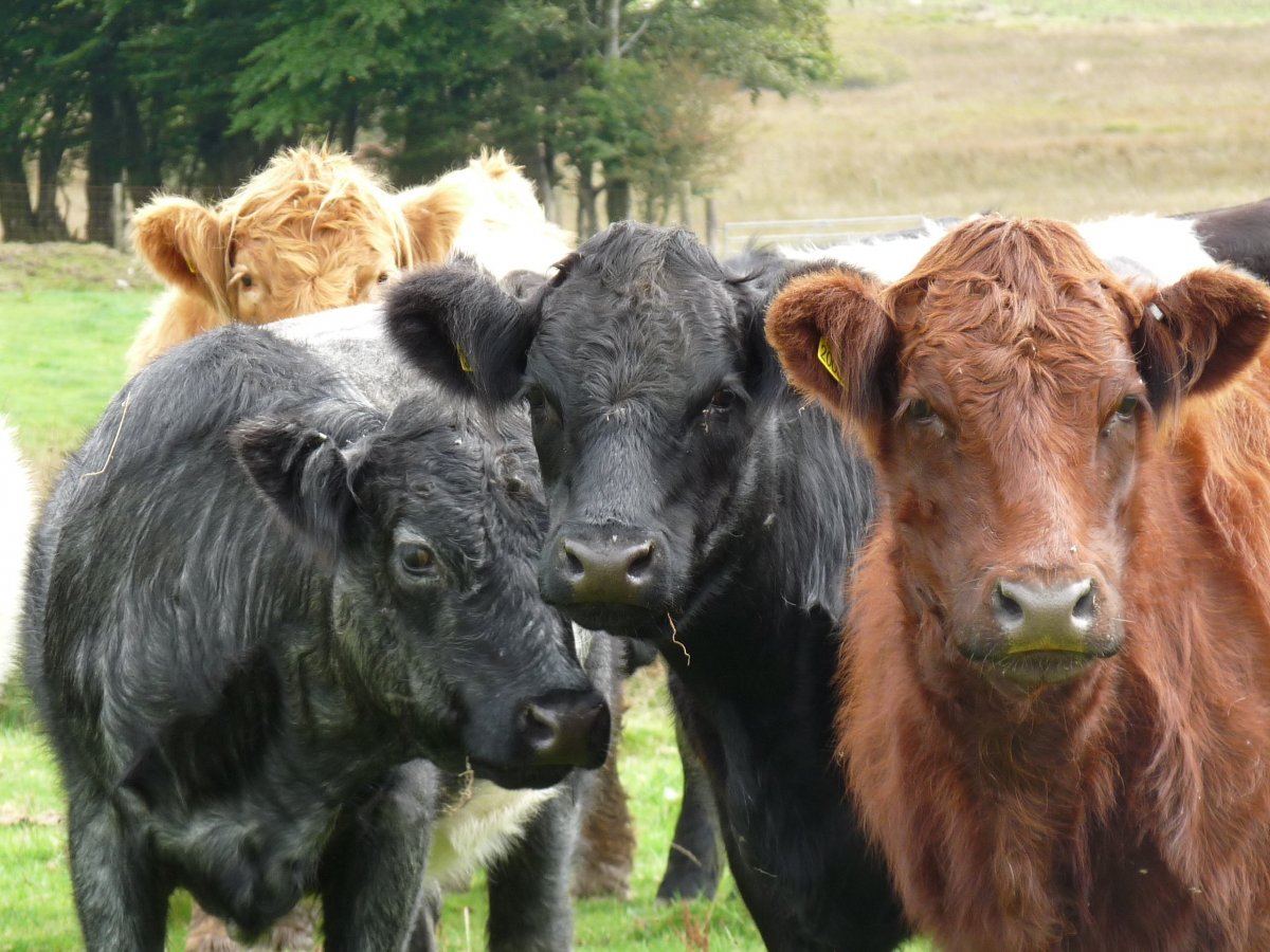 Окраска коровы