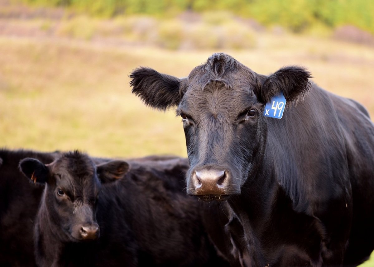 Телята бычки Абердин ангусы
