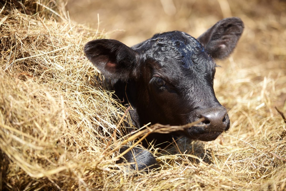 Теленок Абердин Ангус