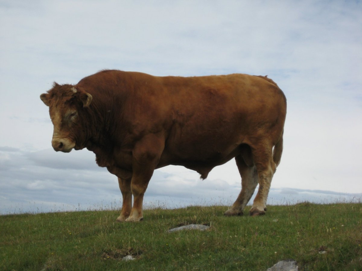 Блэк Ангус корова