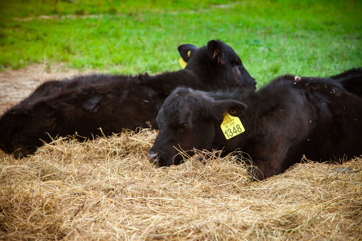Малая ферма Абердин-ангусов