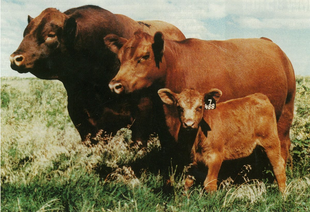 Абердинский Ангус