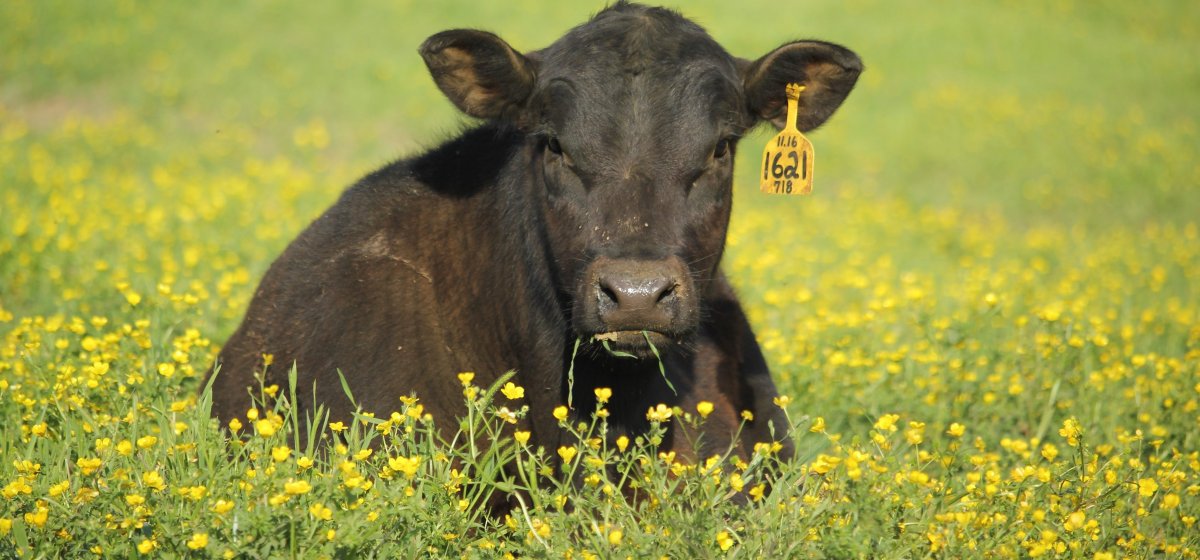 Абердин-ангусская порода Быков