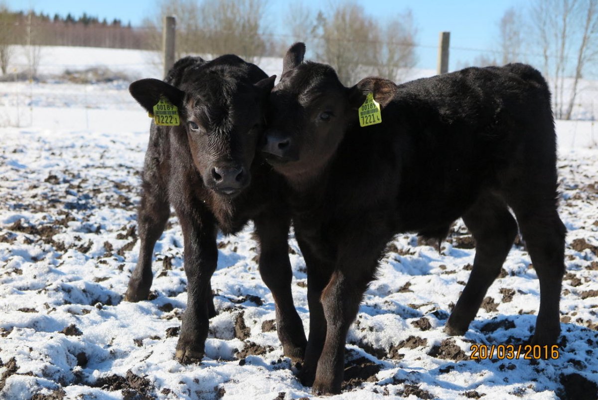 Блэк Ангус порода Быков