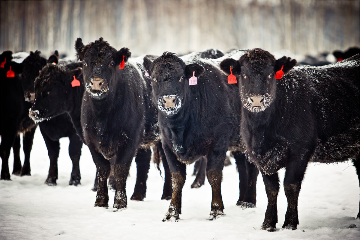 Рома карова