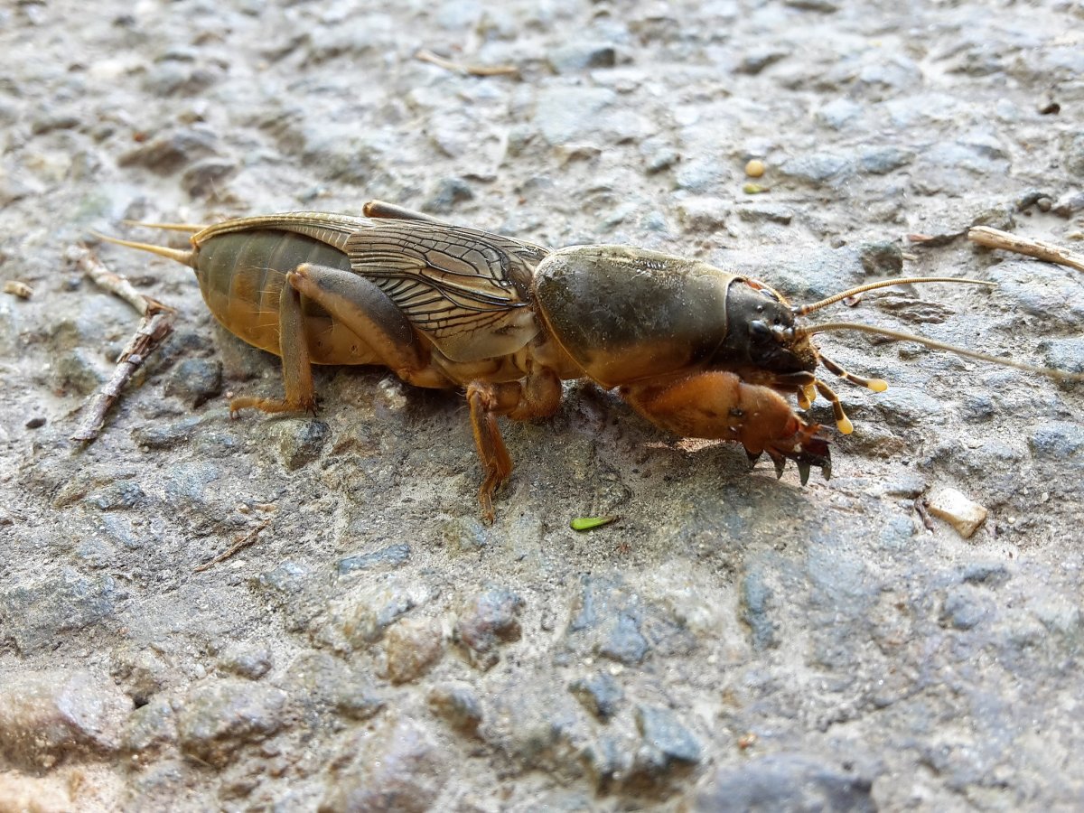 Жук капустянка