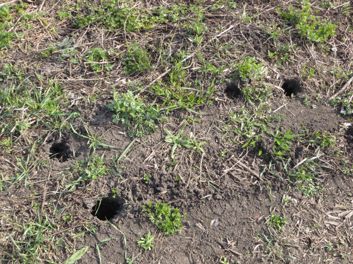 Норы от медведки
