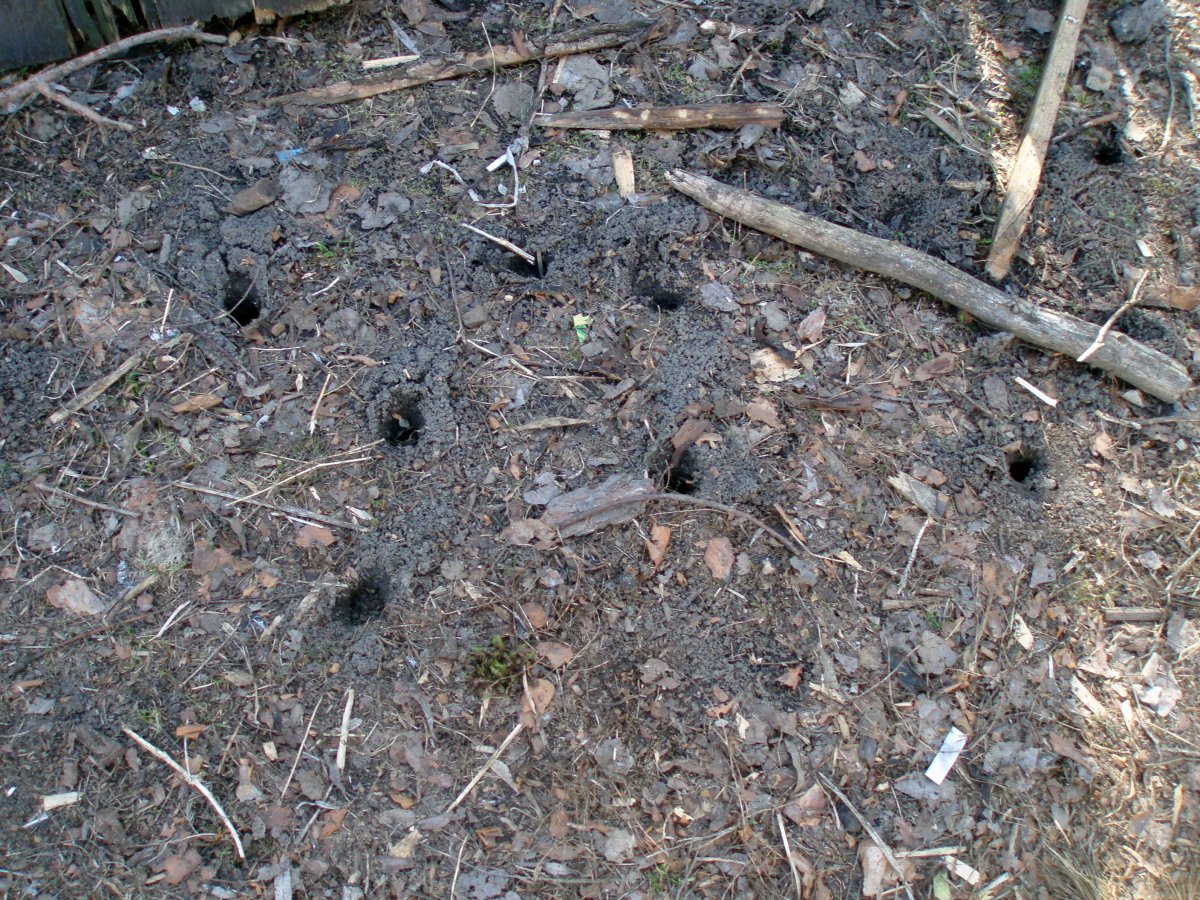 Норы медведки