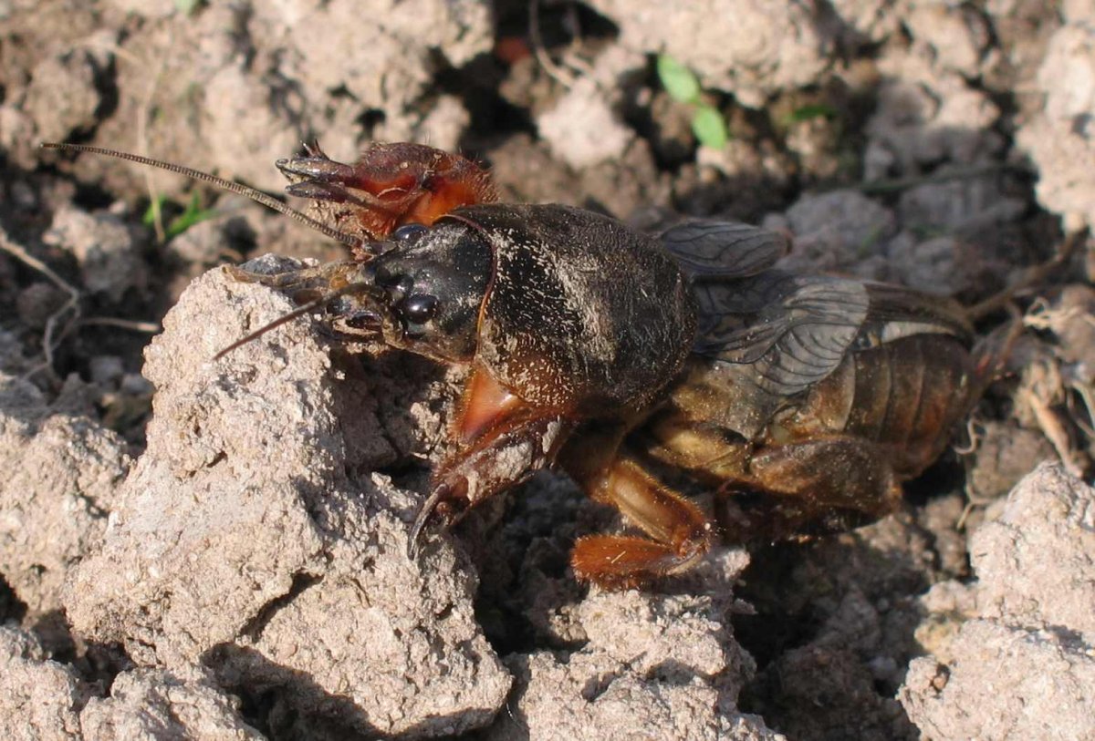 Медведка в земле