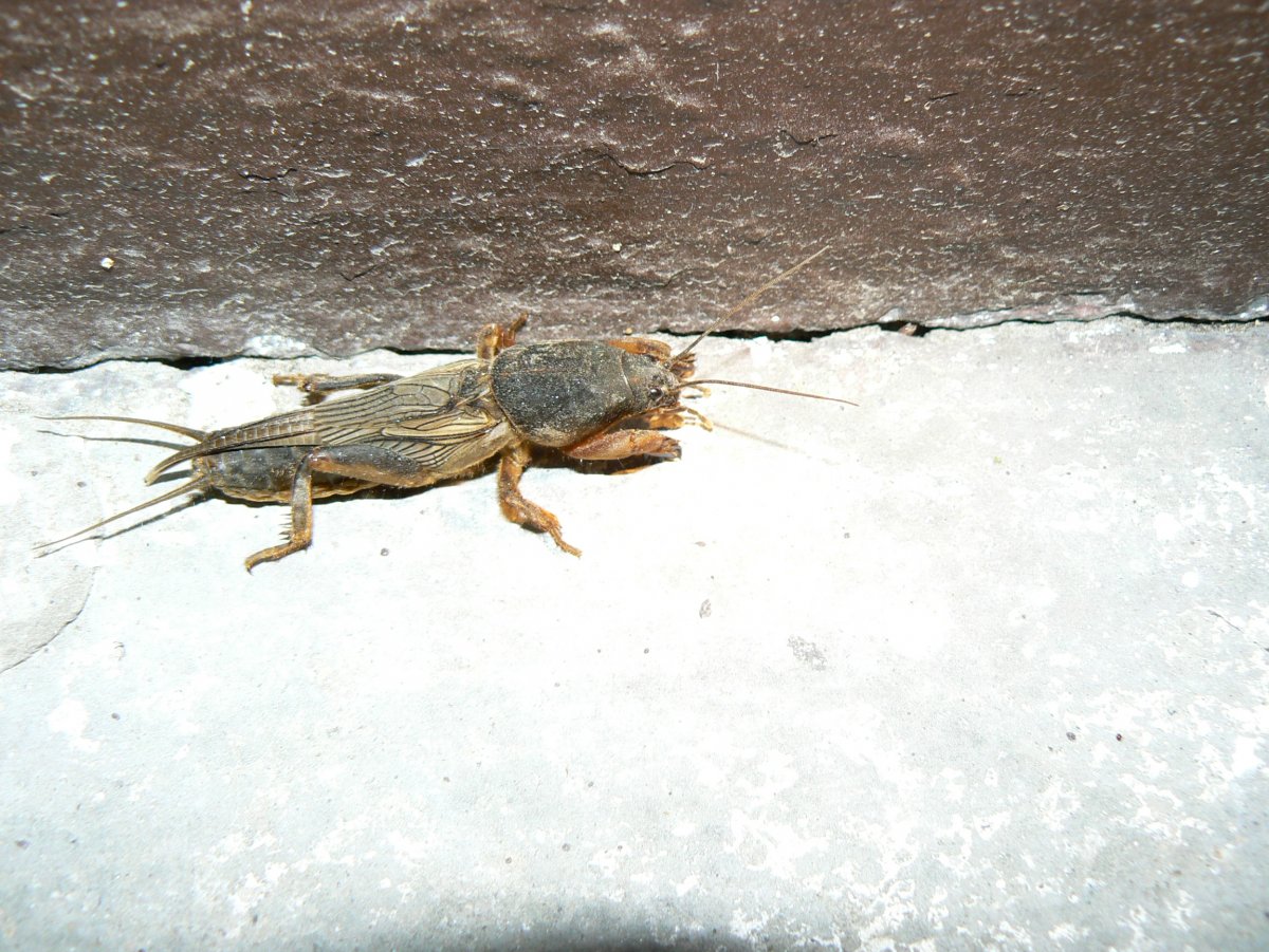 Картина медведки