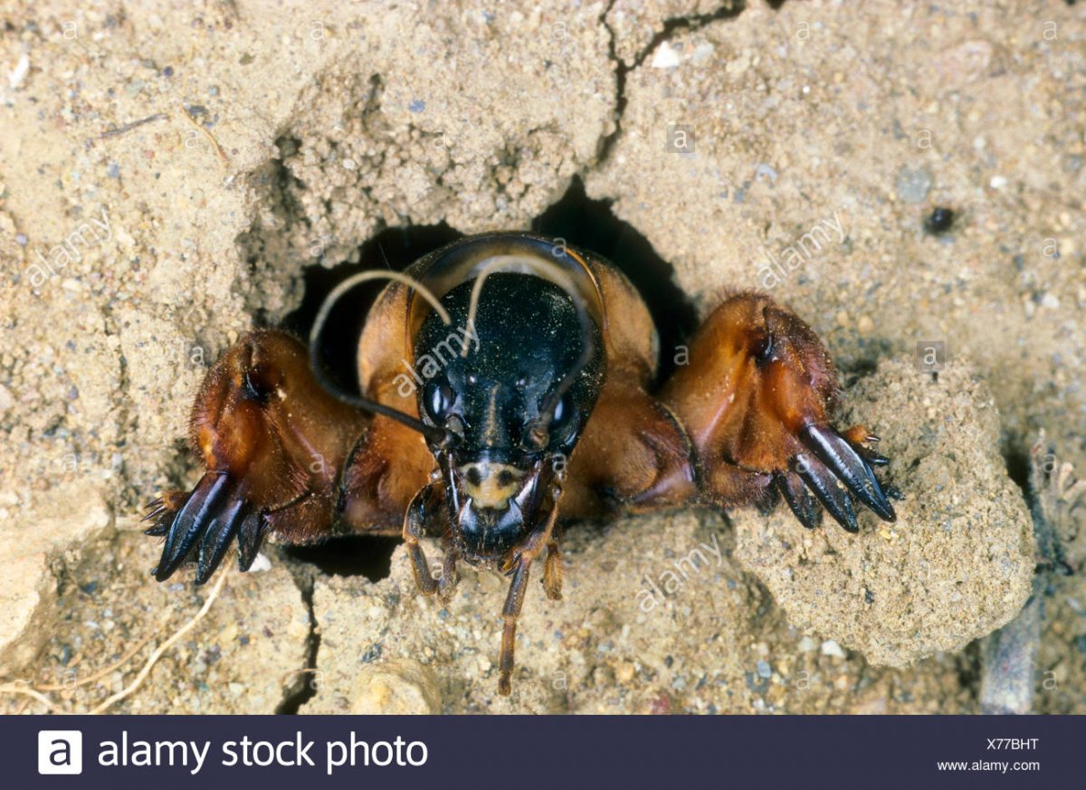 Крот и медведка