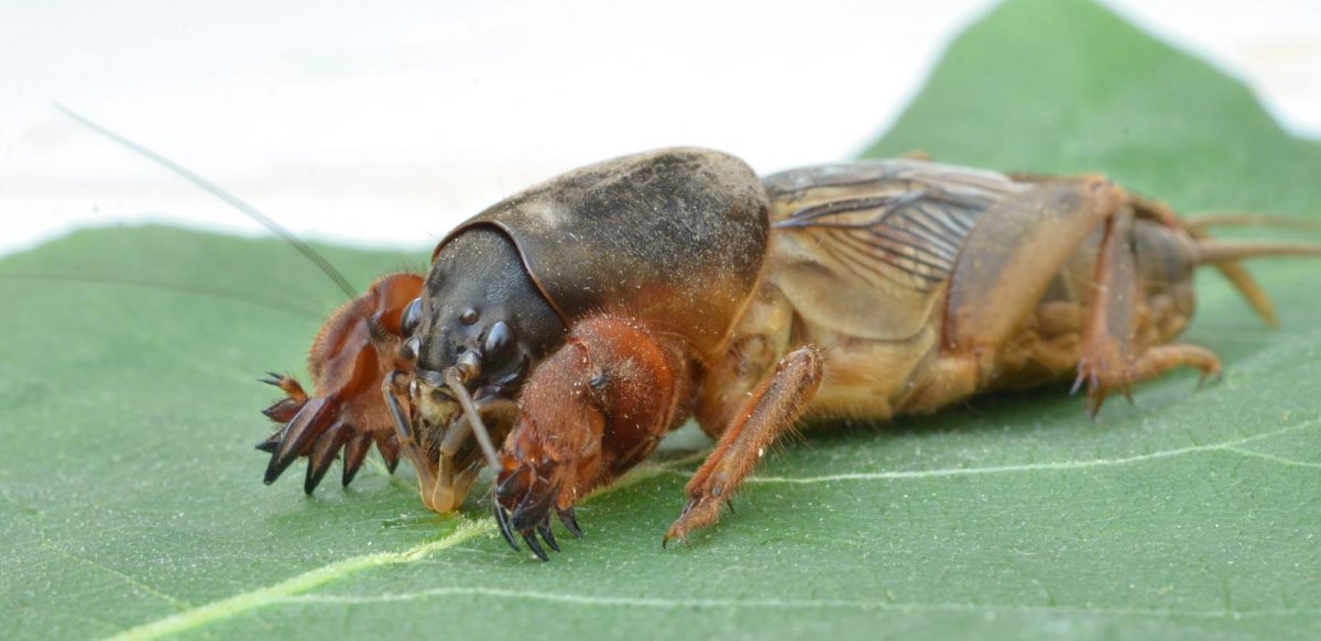 Обыкновенная медведка Имаго