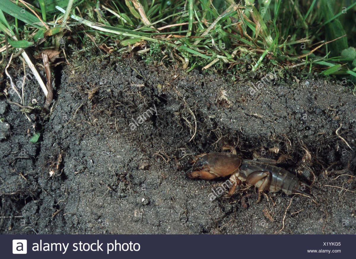 Медведка на газоне