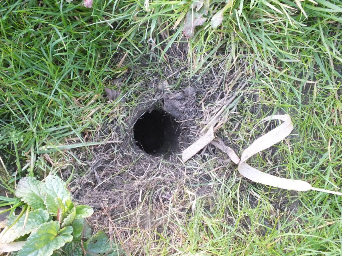 Нора мыши полевки