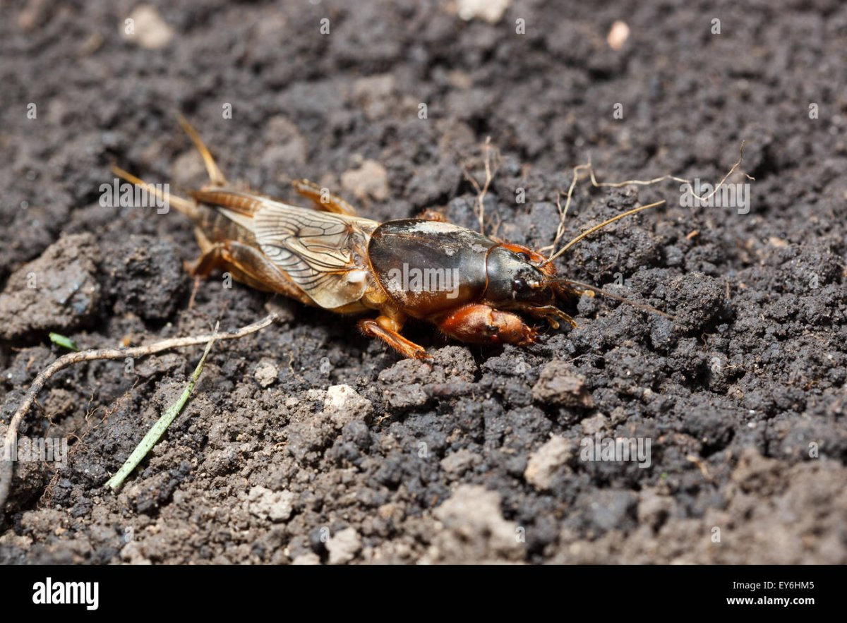 1. Обыкновенная медведка (Gryllotalpa Gryllotalpa)