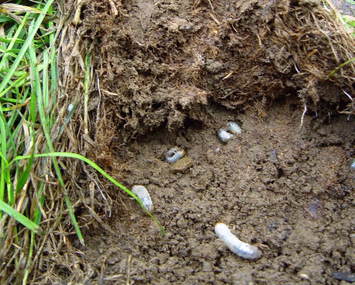 Поврежденные корни медведкой