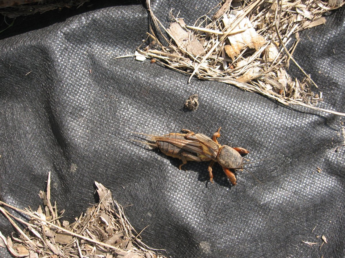 Норки медведки