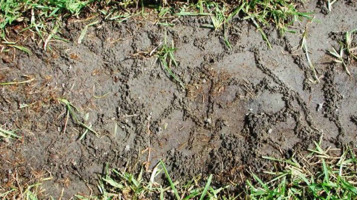 Следы в огороде от медведки