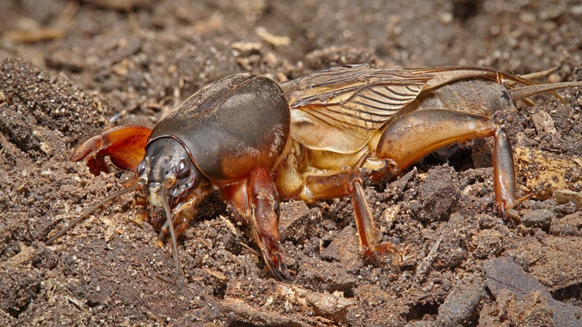 Медведка ареал