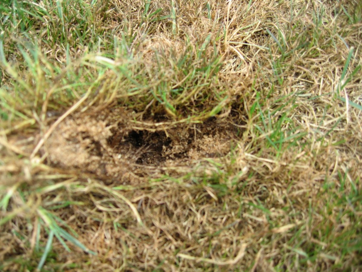 Медведка на газоне