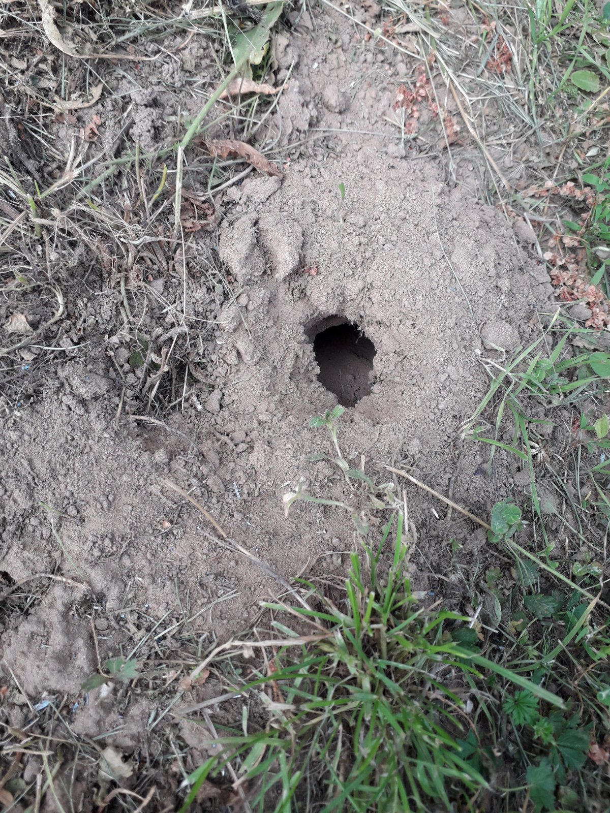 Медведка землеройка