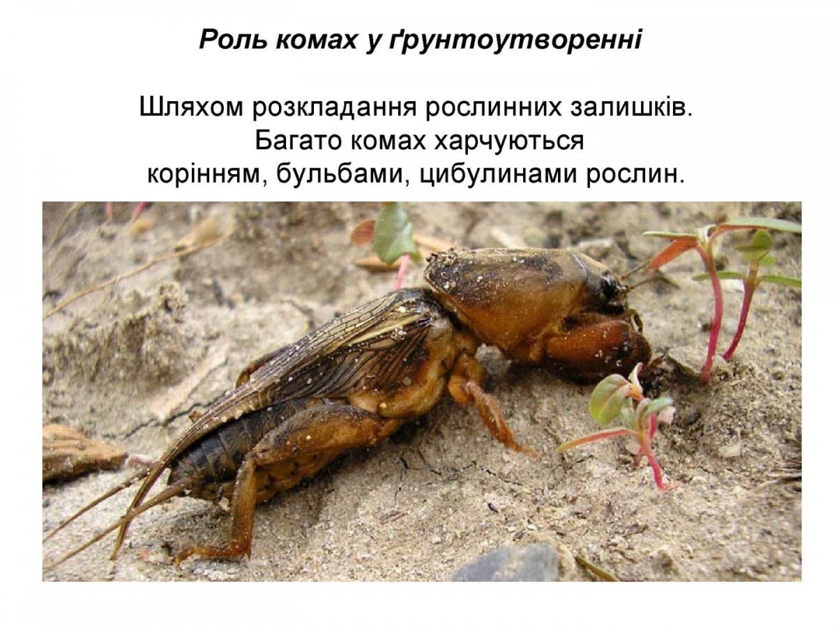 Нимфа медведки