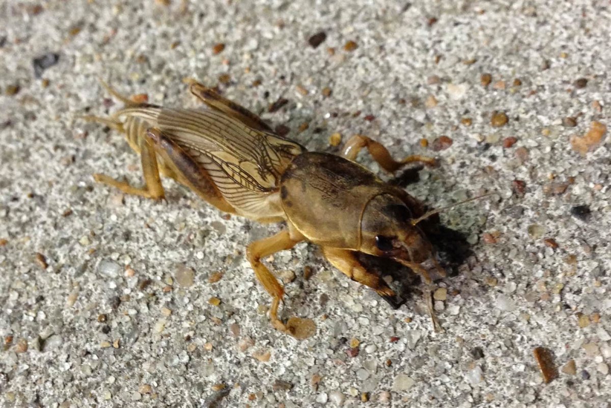 Медведка грызун