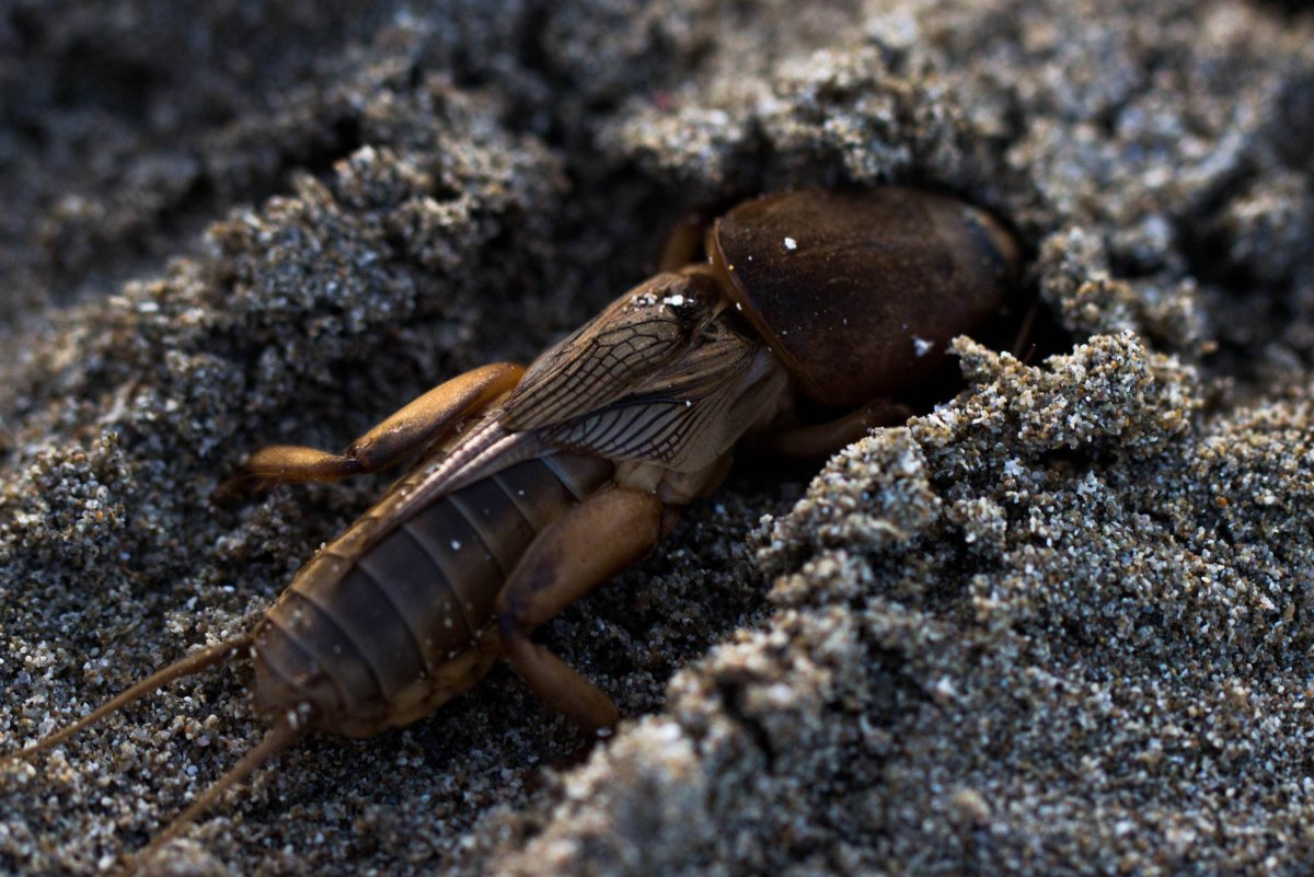 Кузнечик медведка
