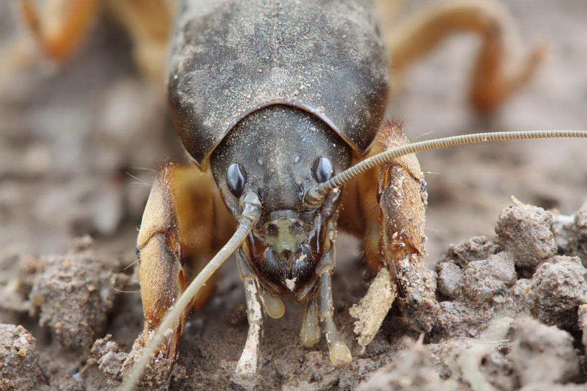 Медведка насекомое капустянка