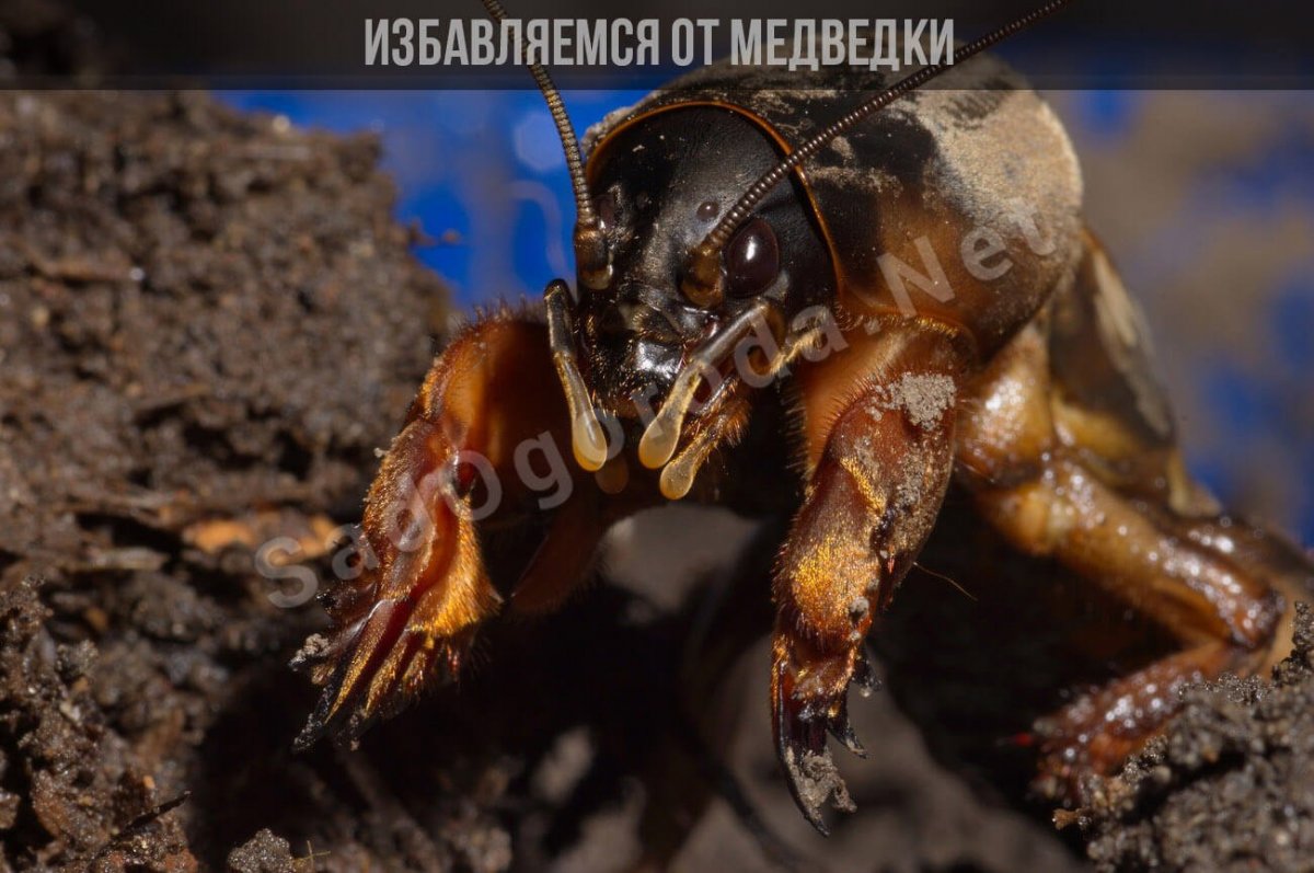 Медведка и муравьи