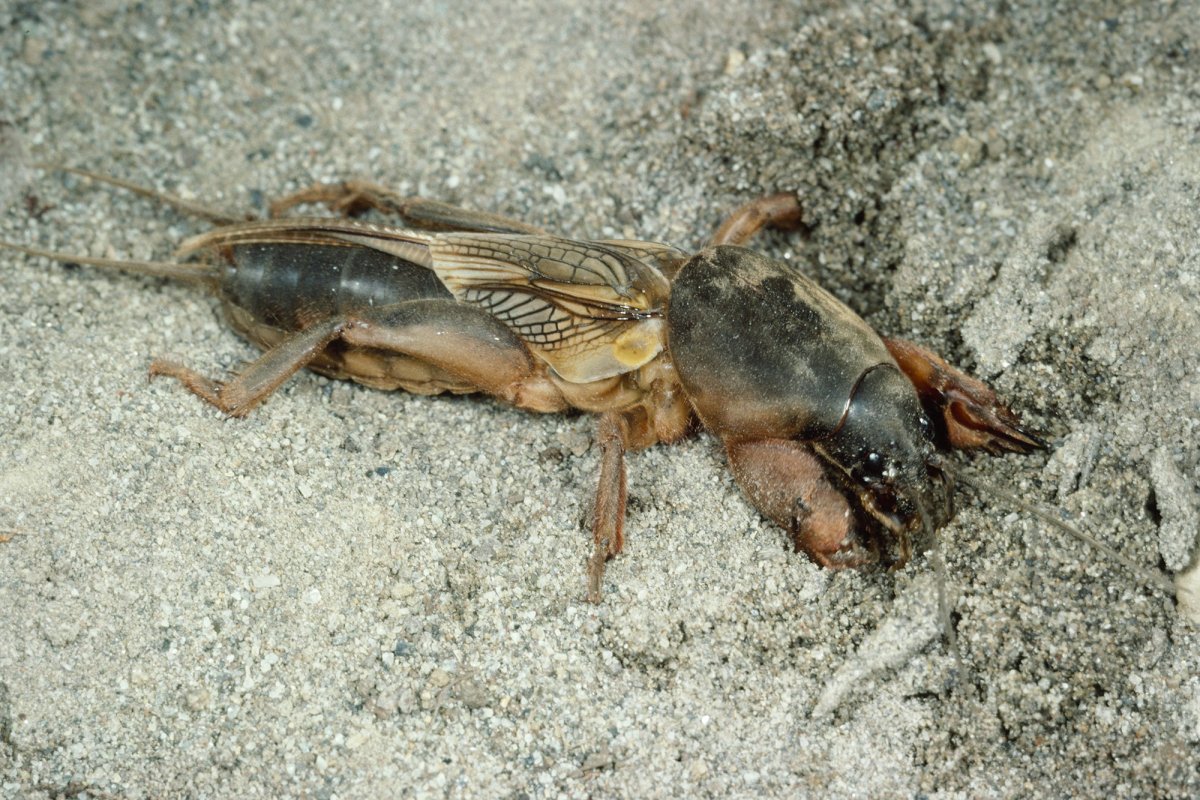 Медведка живот