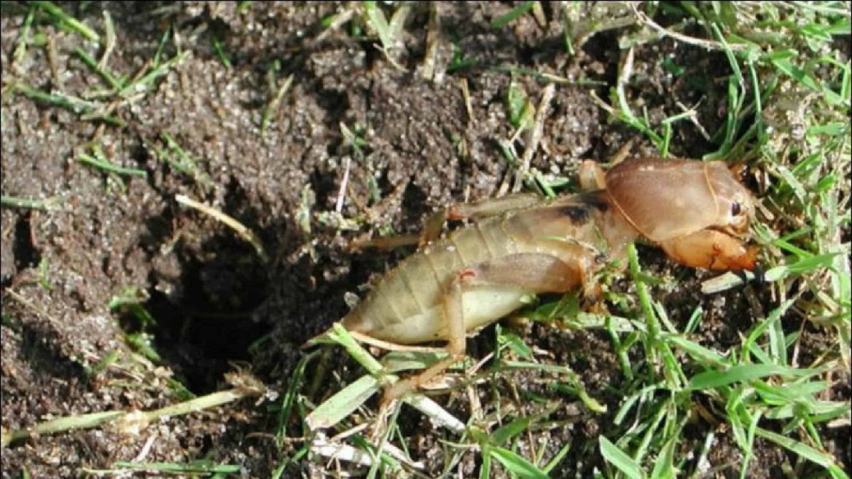 Медведка и ее Нора