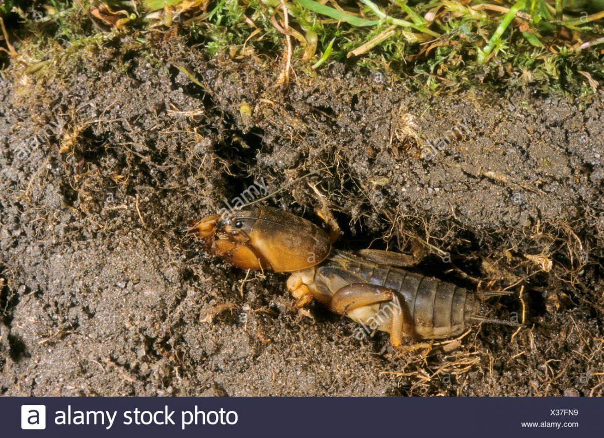 Вредители картофеля медведка